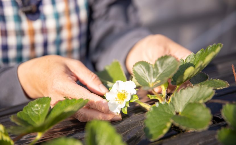 11月中旬 イチゴの花を摘花しています 渡辺農園株式会社